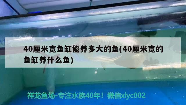 40厘米宽鱼缸能养多大的鱼(40厘米宽的鱼缸养什么鱼)