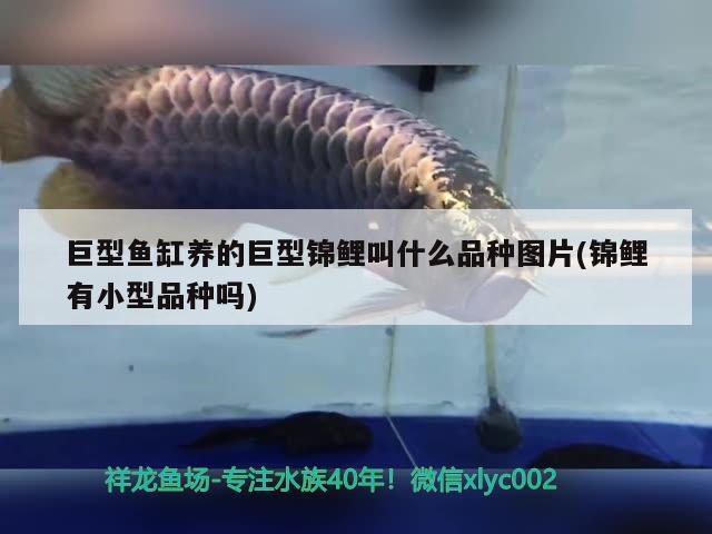 巨型鱼缸养的巨型锦鲤叫什么品种图片(锦鲤有小型品种吗) 红龙专用鱼粮饲料
