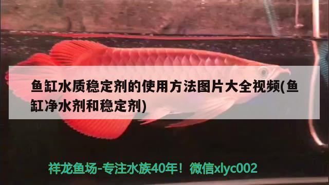 鱼缸水质稳定剂的使用方法图片大全视频(鱼缸净水剂和稳定剂) 黄宽带蝴蝶鱼