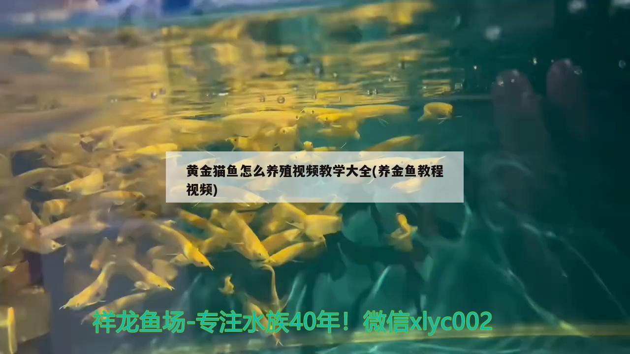 黄金猫鱼怎么养殖视频教学大全(养金鱼教程视频)