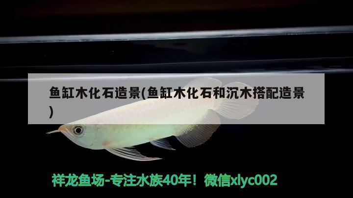 鱼缸木化石造景(鱼缸木化石和沉木搭配造景) 广州祥龙国际水族贸易