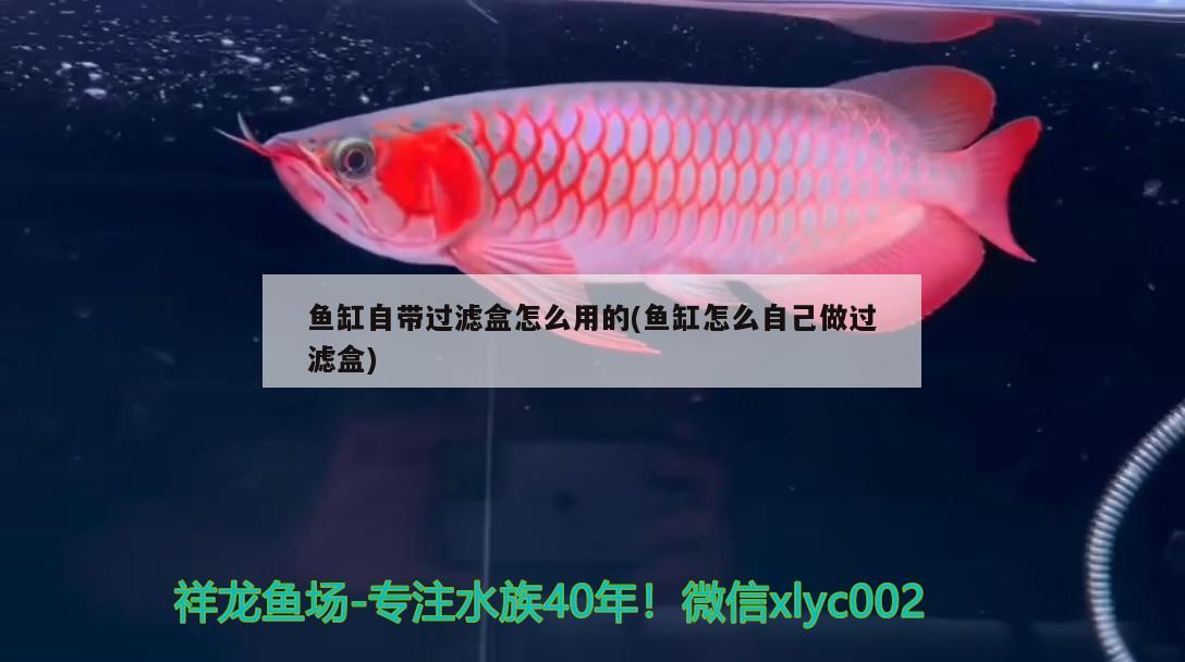 甘南州观赏鱼市场鱼缸搞定 观赏鱼市场（混养鱼） 第3张