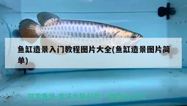 甘南州观赏鱼市场鱼缸搞定