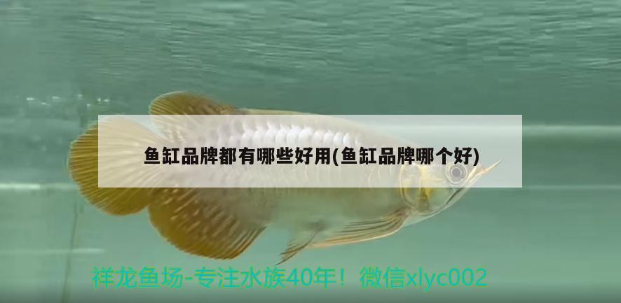 鱼缸品牌都有哪些好用(鱼缸品牌哪个好) 广州观赏鱼鱼苗批发市场