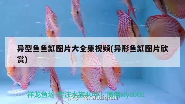 异型鱼鱼缸图片大全集视频(异形鱼缸图片欣赏)