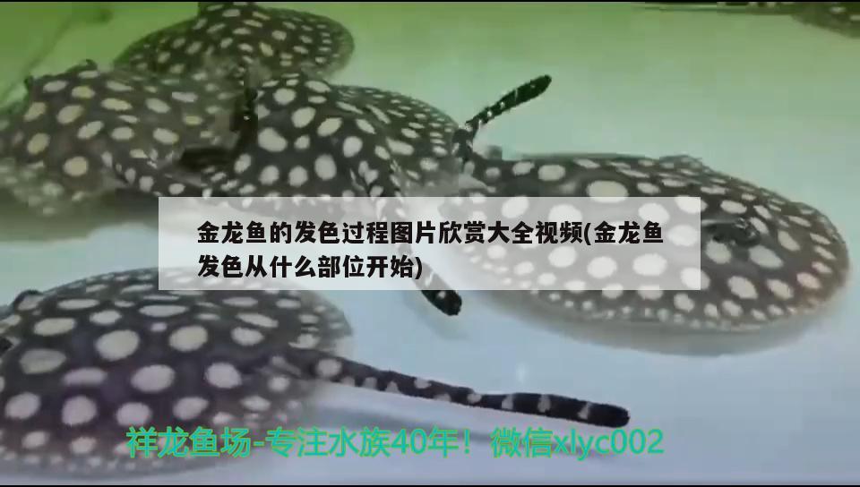 金龙鱼的发色过程图片欣赏大全视频(金龙鱼发色从什么部位开始) 水族品牌
