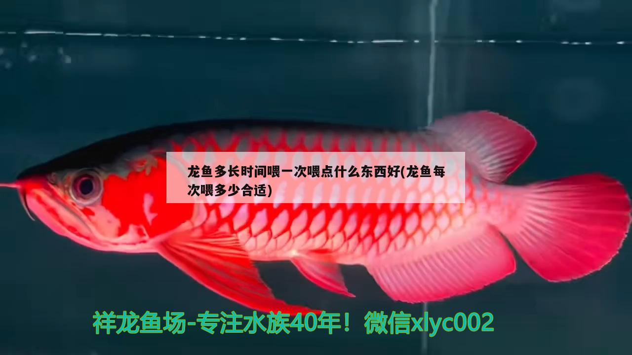 临汾水族馆这是什么？ 泰庞海鲢鱼 第3张
