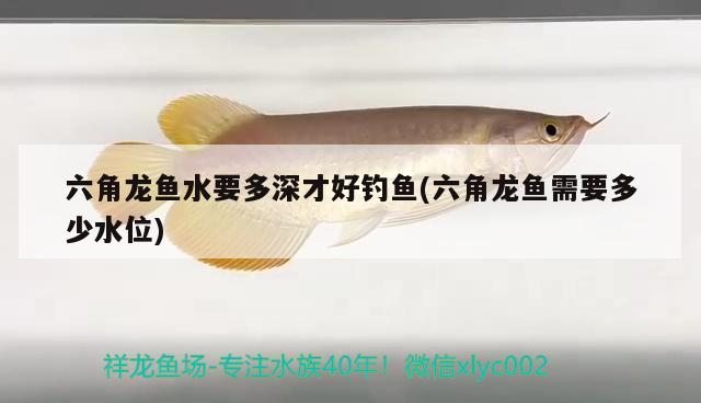 甘南州水族馆一起来欣赏 一眉道人鱼苗 第3张