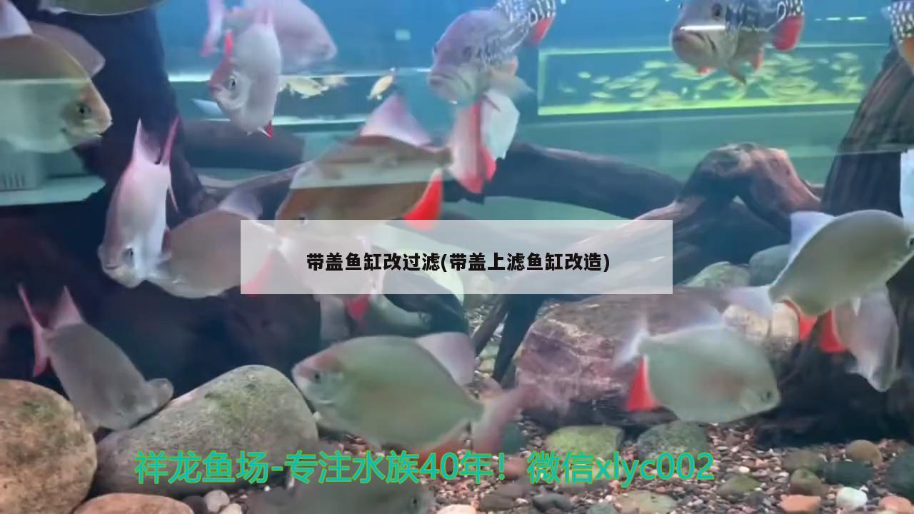 带盖鱼缸改过滤(带盖上滤鱼缸改造) 广州龙鱼批发市场
