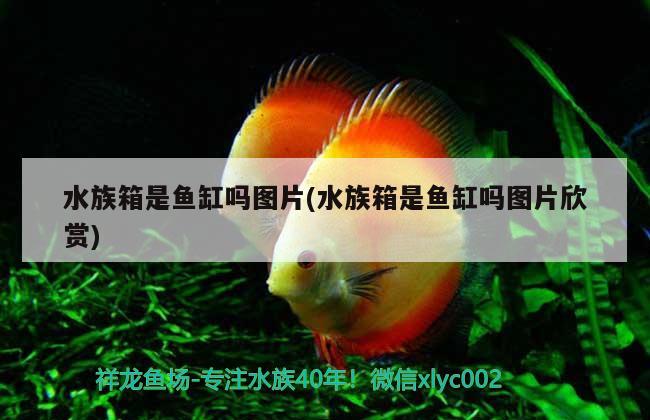 金龙鱼鱼缸尺寸 金龙鱼鱼缸尺寸要求 绿皮皇冠豹鱼