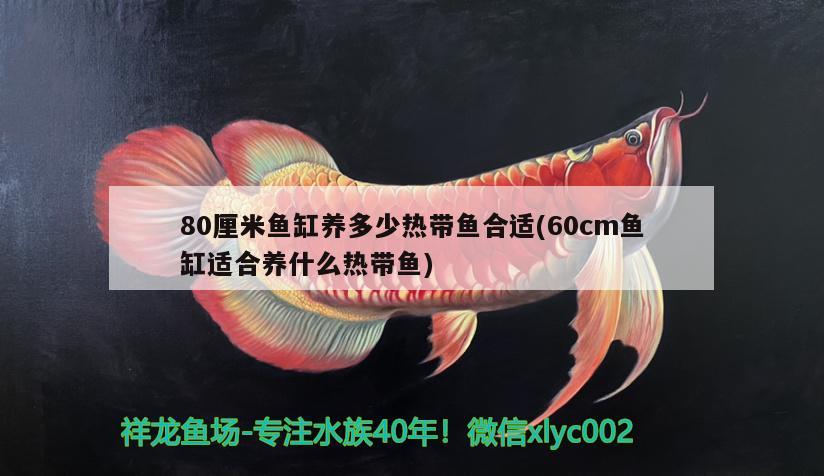 80厘米鱼缸养多少热带鱼合适(60cm鱼缸适合养什么热带鱼)