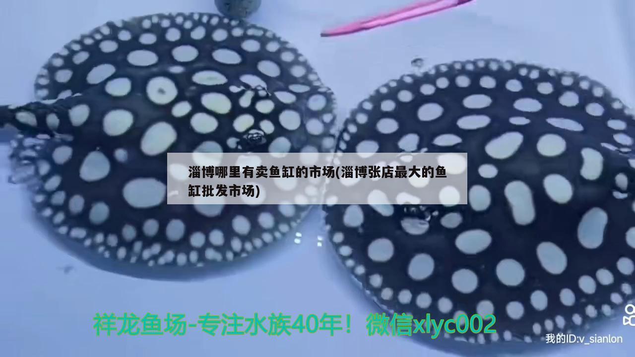 海西蒙古族藏族自治州鱼缸售后维护 观赏鱼企业目录 第2张