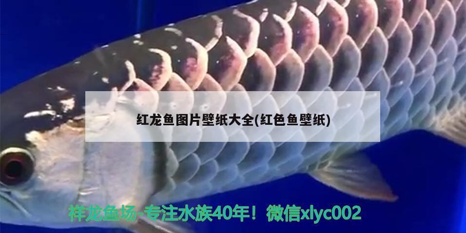 红龙鱼图片壁纸大全(红色鱼壁纸) 泰庞海鲢鱼