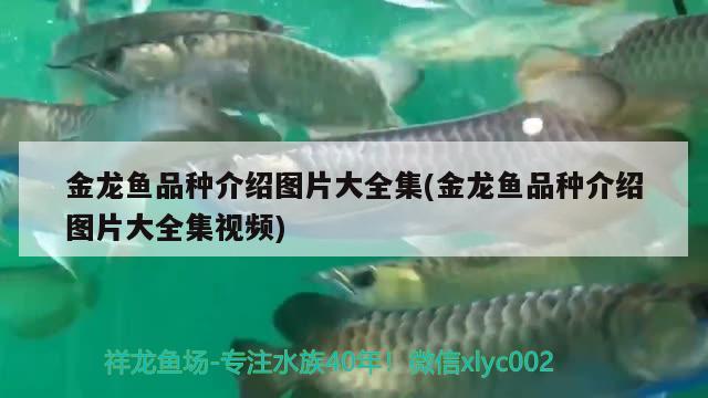 牡丹江观赏鱼市场草金处理办法
