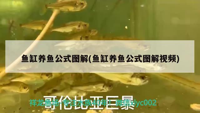 鱼缸养鱼公式图解(鱼缸养鱼公式图解视频)