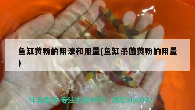 鱼缸黄粉的用法和用量(鱼缸杀菌黄粉的用量) 虎纹银版鱼