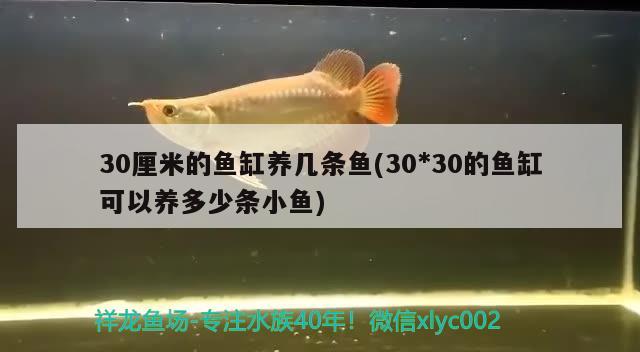 30厘米的鱼缸养几条鱼(30*30的鱼缸可以养多少条小鱼)