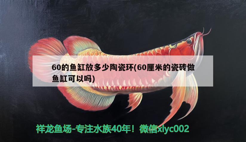60的鱼缸放多少陶瓷环(60厘米的瓷砖做鱼缸可以吗) 斑马鸭嘴鱼