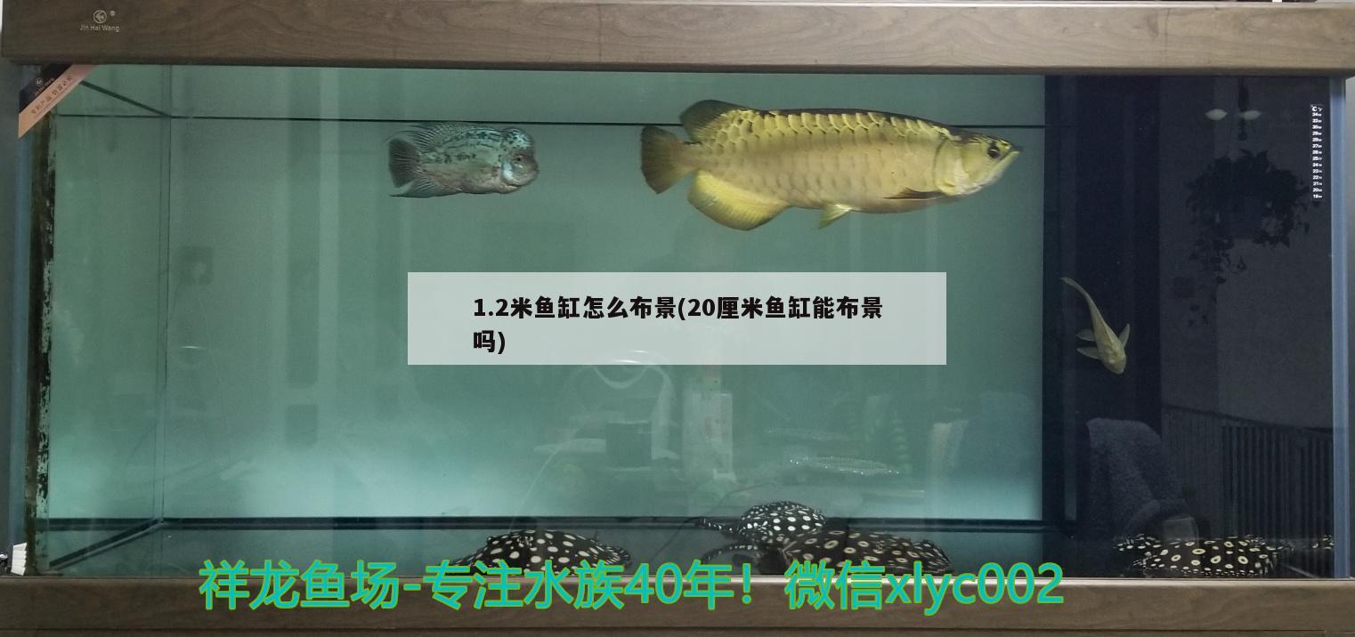1.2米鱼缸怎么布景(20厘米鱼缸能布景吗)