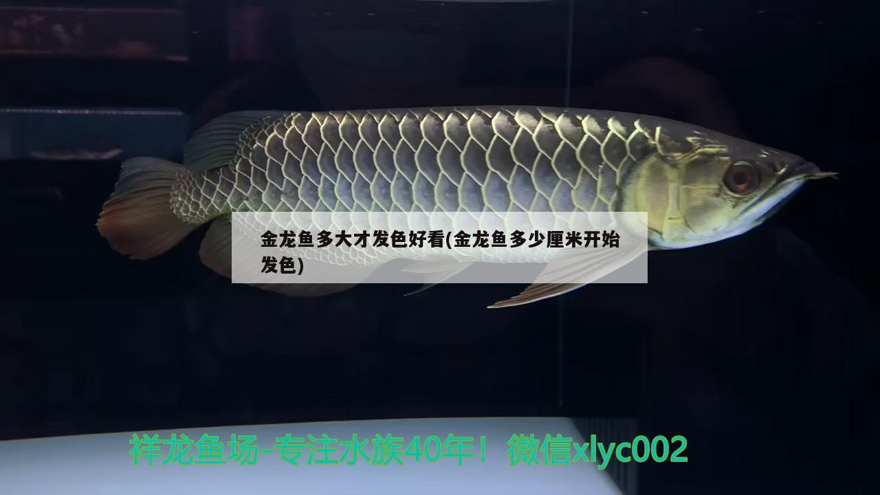 广州水族批发市场晚安美人鱼 观赏鱼水族批发市场 第2张