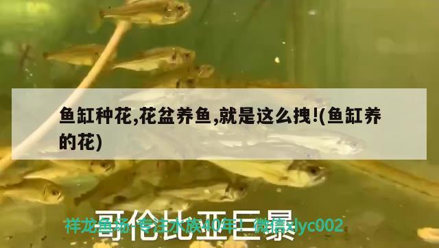 杨凌龙鱼:龙鱼是无骨的吗