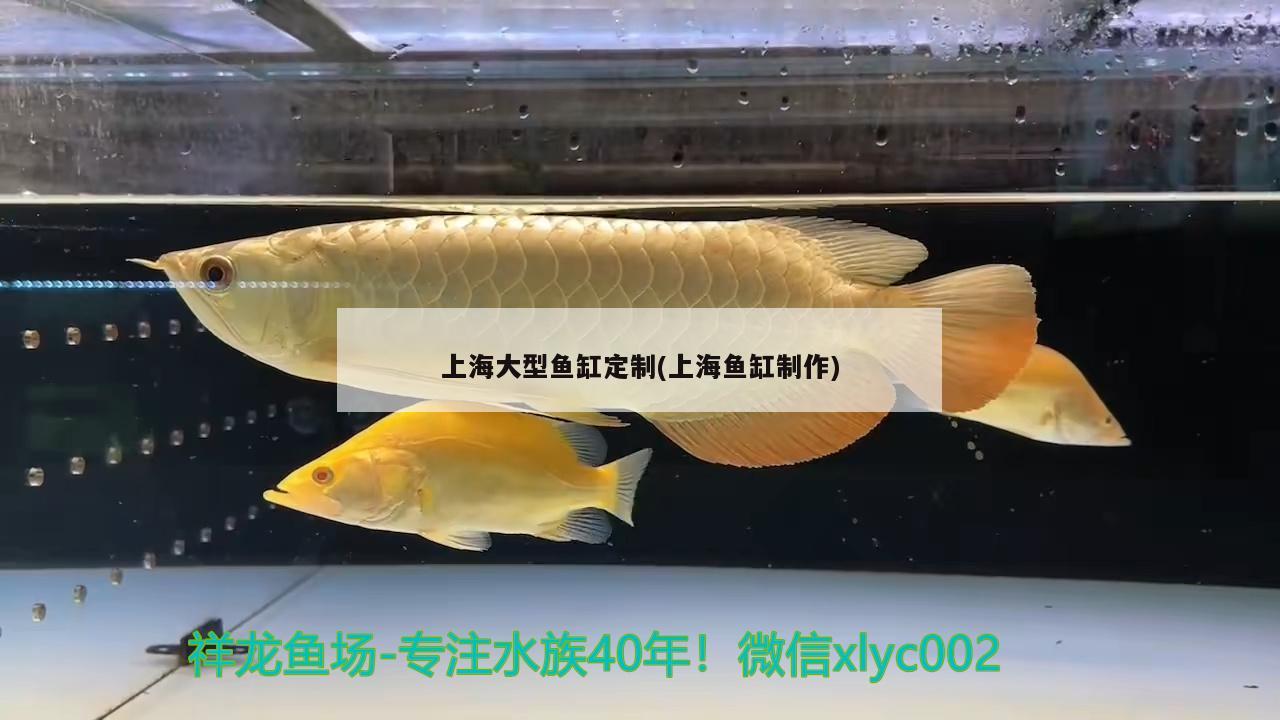 上海大型鱼缸定制(上海鱼缸制作)