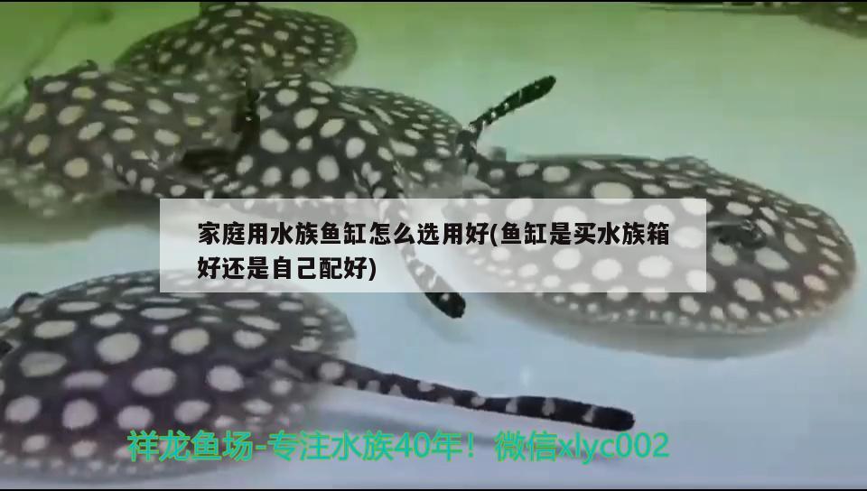 中国最贵的龙鱼是哪一条鱼（中国最贵的龙鱼是哪一条鱼图片）