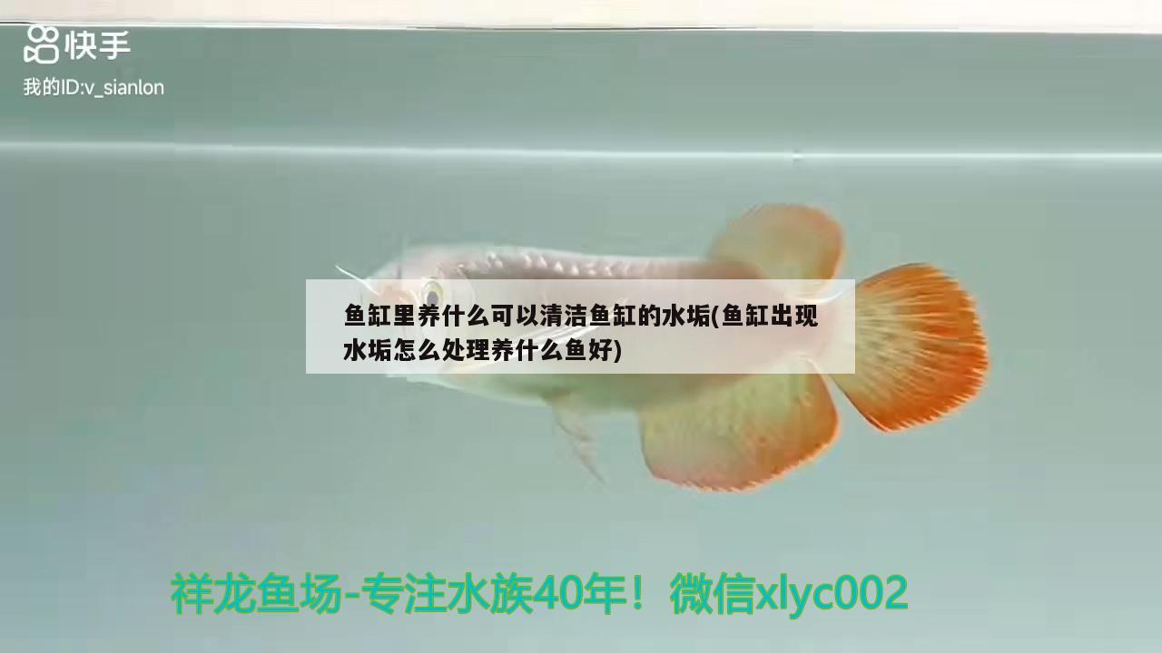 鱼缸里养什么可以清洁鱼缸的水垢(鱼缸出现水垢怎么处理养什么鱼好) 水族世界