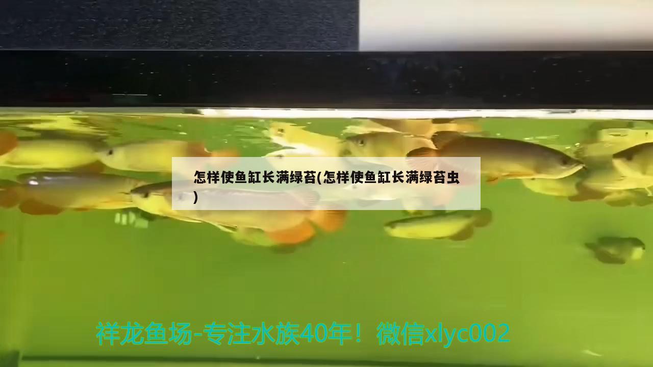 怎样使鱼缸长满绿苔(怎样使鱼缸长满绿苔虫)