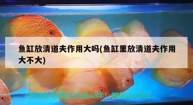 楚雄彝族自治州观赏鱼市场一家亲 观赏鱼市场（混养鱼） 第3张