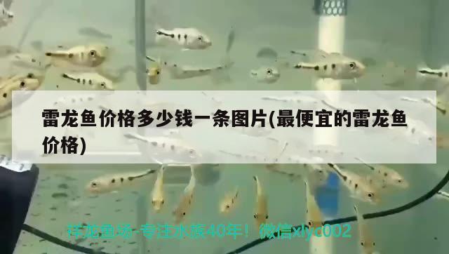 雷龙鱼价格多少钱一条图片(最便宜的雷龙鱼价格) 广州水族批发市场