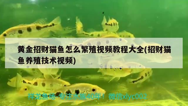 惠州鱼缸批发市场在哪里进货的呢（惠州鱼缸生产厂家） 其他品牌鱼缸 第1张