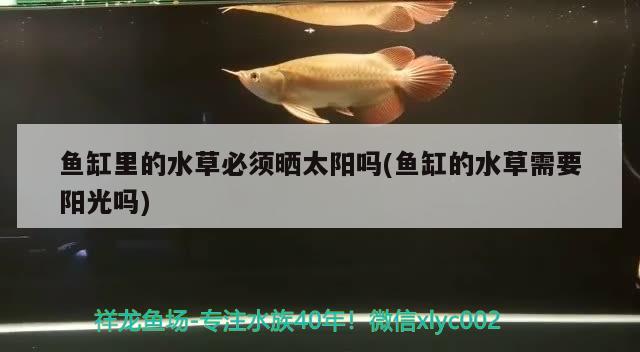 黑色的鱼缸养什么鱼好看呢视频教程 黑色的鱼缸什么样的背景好 养鱼的好处 第3张
