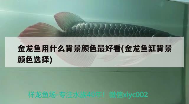 金龙鱼用什么背景颜色最好看(金龙鱼缸背景颜色选择) 广州水族批发市场