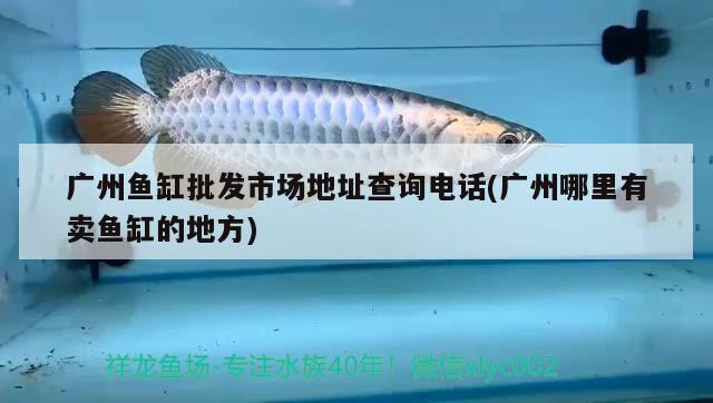 广州鱼缸批发市场地址查询电话(广州哪里有卖鱼缸的地方)
