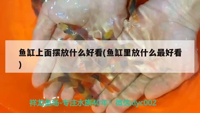 黔东南苗族侗族自治州水族馆是不是得病了什么病来个高手解答一下 马拉莫宝石鱼苗 第3张