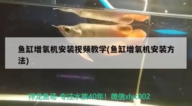 广东雄凯科技实业有限公司鱼缸 浙江雄凯集团怎么样 养鱼的好处 第1张