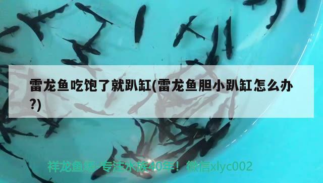 玉树藏族自治州观赏鱼市场麻烦问下各位大神鹦鹉鱼和七彩仙鱼混养m 鹦鹉鱼 第2张