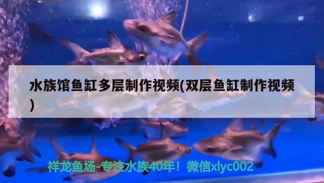 水族馆鱼缸多层制作视频(双层鱼缸制作视频) 黄宽带蝴蝶鱼