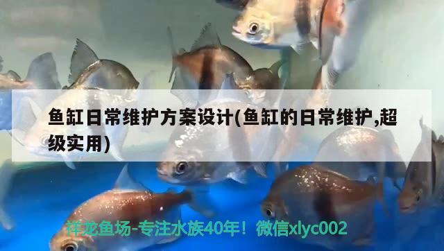 银龙鱼水温多少度最合适喂食（银龙鱼适合的水温是多少） 银龙鱼 第1张