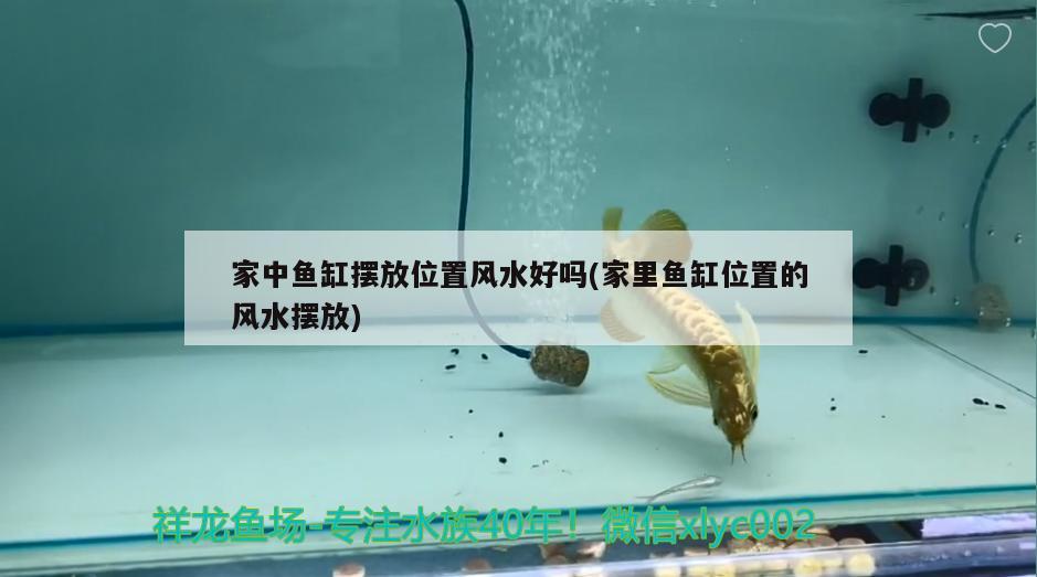 要产卵的斑马鱼是不是和公斑马放在一起就要产卵了，黄斑马鱼生小鱼前兆 观赏鱼 第3张