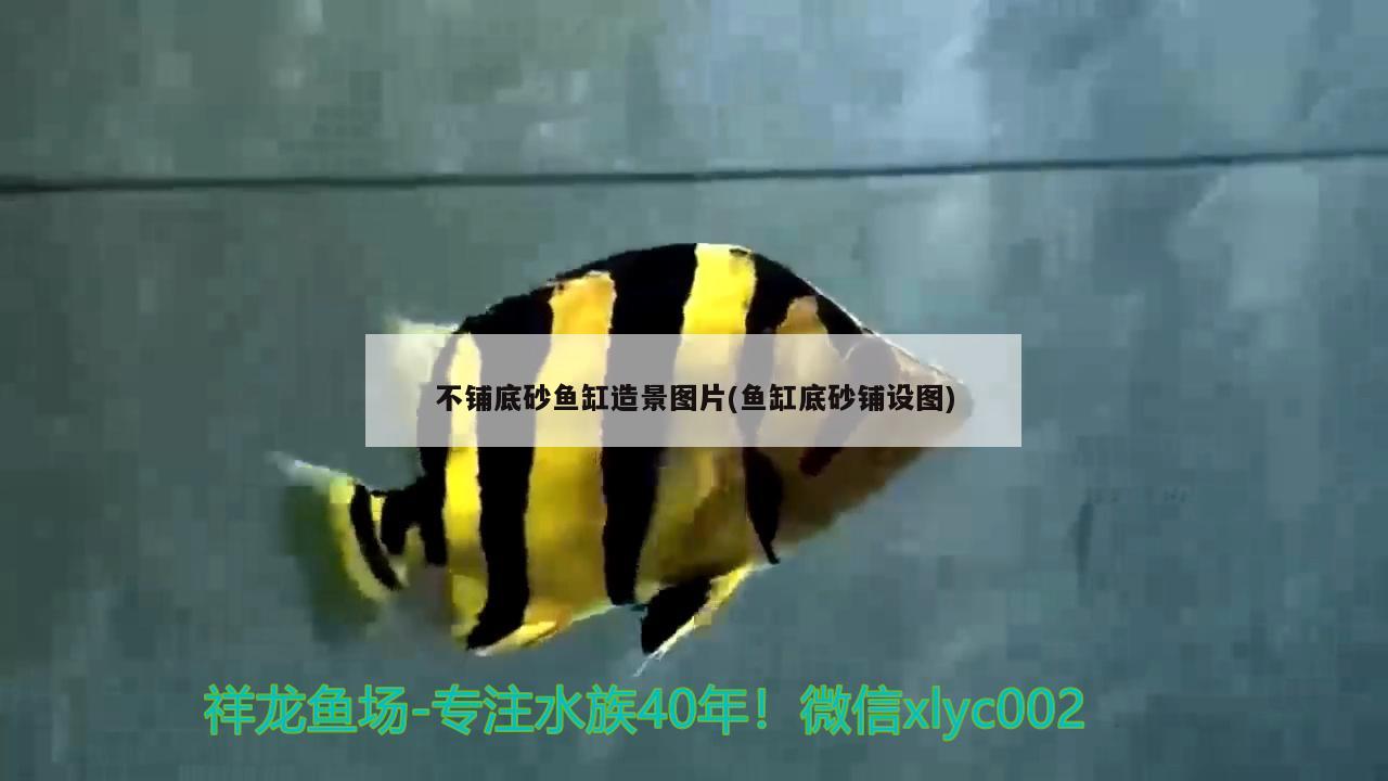 鱼缸养绿藻用什么灯比较好(绿藻缸适合养什么鱼) 广州祥龙国际水族贸易