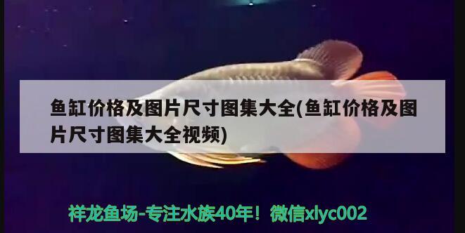 银龙鱼有多长寿命（银龙鱼的寿命多久） 银龙鱼 第2张