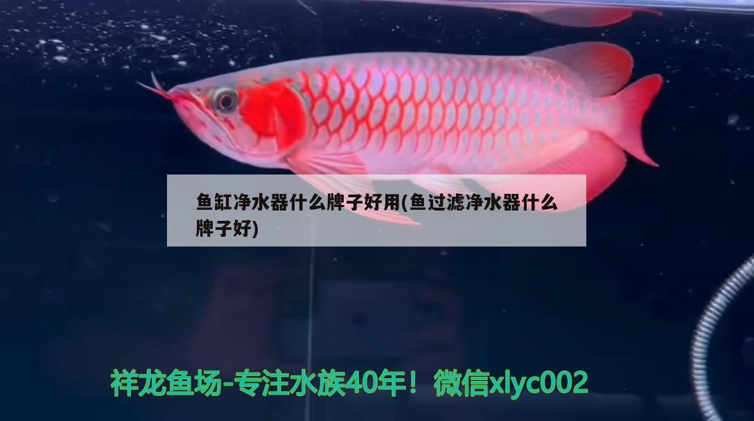 重庆哪里有鱼缸批发市场啊价格便宜  白子红龙鱼 第3张