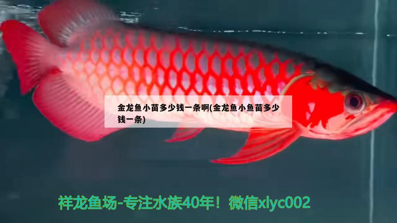 鱼缸怎么预防鱼生病了的方法及相关视频教程，如何预防鱼缸中鱼生病的方法及相关视频教程