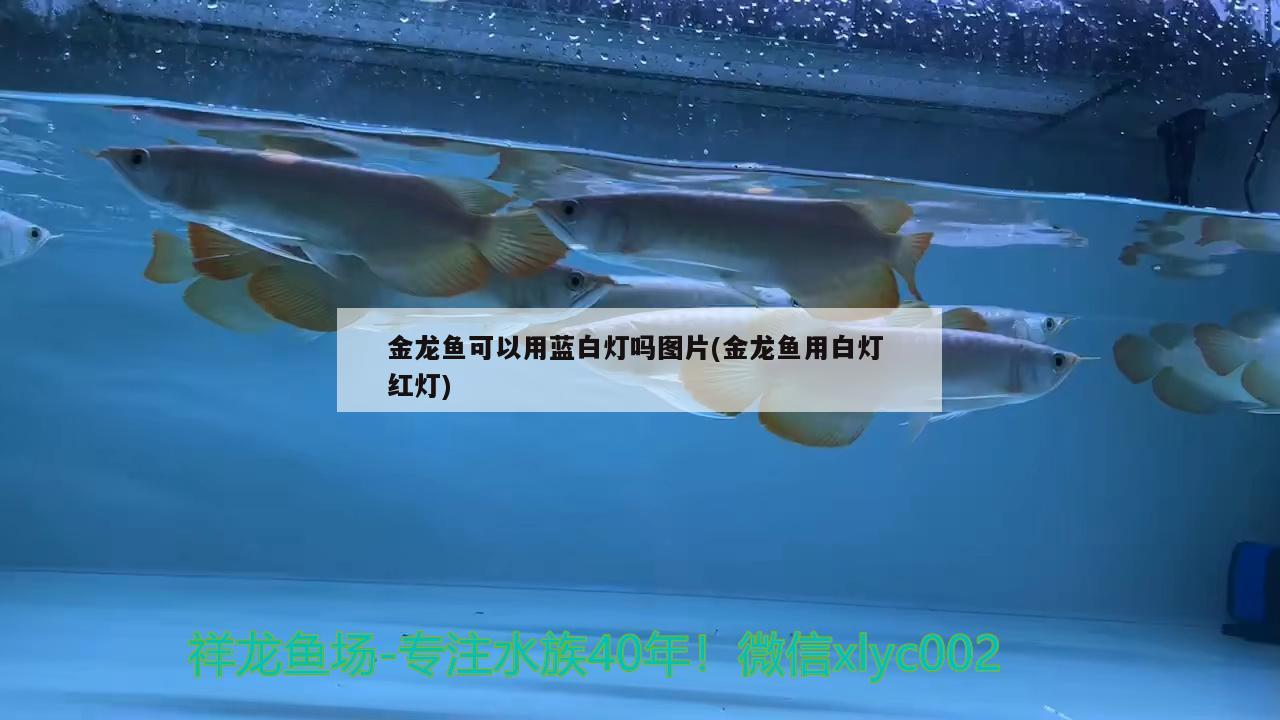 金龙鱼可以用蓝白灯吗图片(金龙鱼用白灯红灯) 观赏鱼饲料