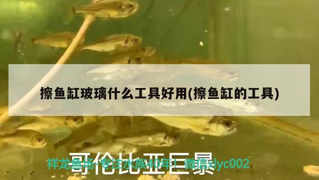 红烧银龙鱼做法大全视频教程（银龙鱼怎么做好吃视频） 银龙鱼 第2张