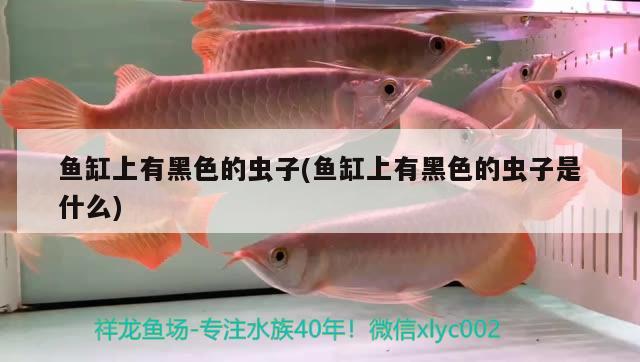 上海回收二手鱼缸电话号码查询（上海 的花鸟鱼虫市场地址在哪。要有卖器材）