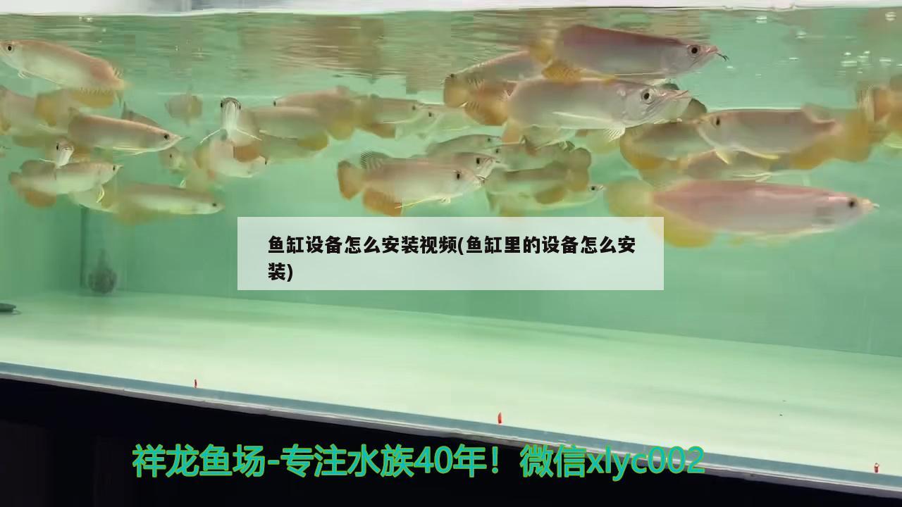 鱼缸设备怎么安装视频(鱼缸里的设备怎么安装) 过背金龙鱼