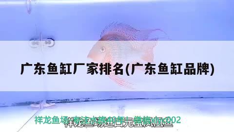 广东鱼缸厂家排名(广东鱼缸品牌) 短身红龙鱼